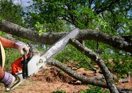 Best Tree Maintenance Programs  in Park Falls, WI